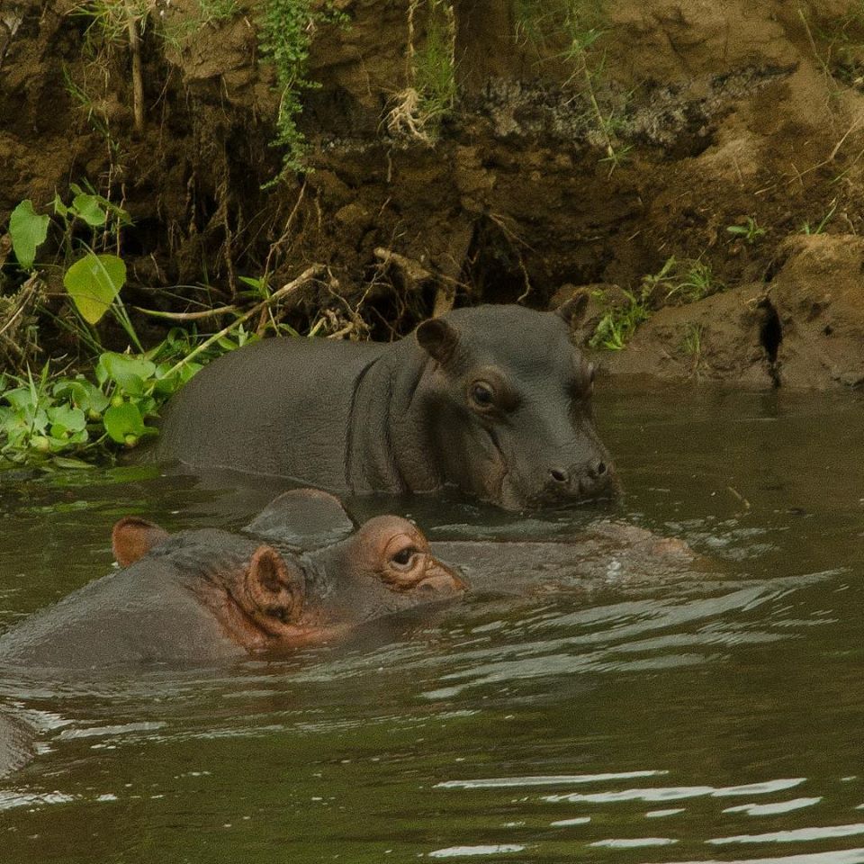 Nandzana Morning Safari Hippo