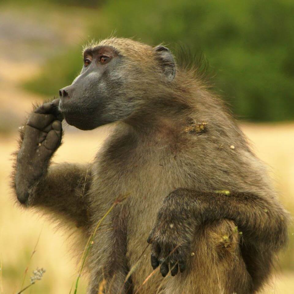 A big baboon looking as if he is planning mischief