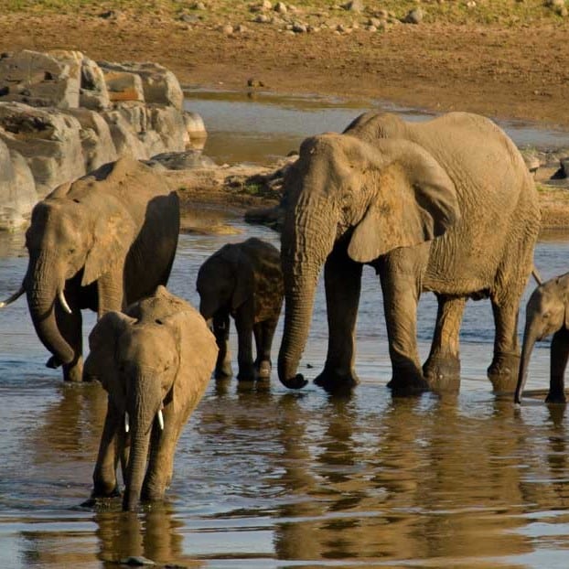 Elephants drinking at a waterhole on a Nandzana safari in the Kruger National Park