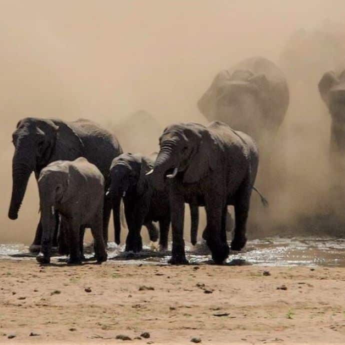 Elephants in a cloud of dust in the Kruger Park