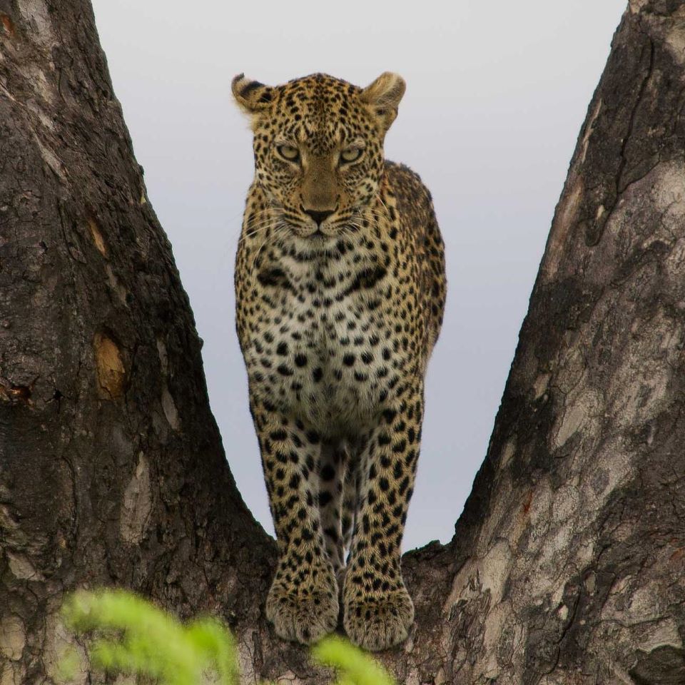A leopard standing in the fork of a tree on a Nandzana safari in the Kruger National Park