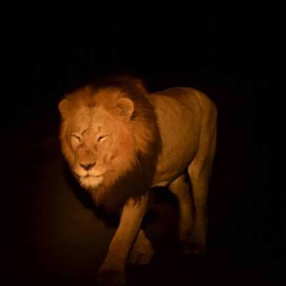 Lion seen on a night safari in the Kruger National Park