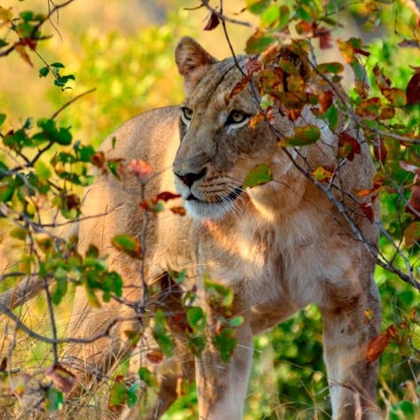 A beautiful lioness looking through mopane shrub on a Nandzana safari in the Kruger National Park