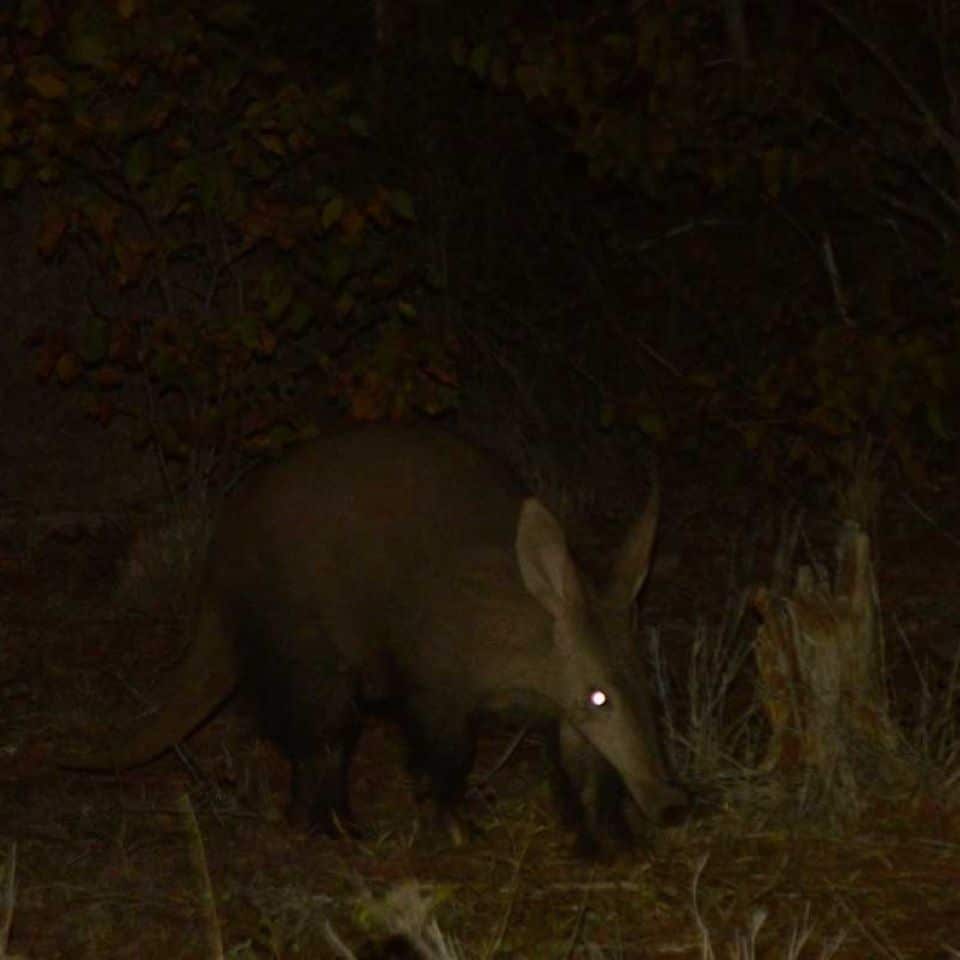 A mysterious aardvark seen on a night safari in the Kruger National Park
