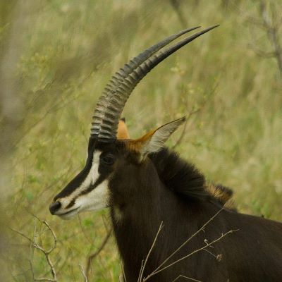 A beautiful sable Limpopo National Park